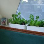 Micro garden on Horizon, the 48-foot catamaran